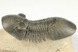 Paralejurus Trilobite Fossil - Foum Zguid, Morocco #204231-1